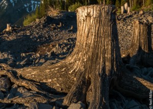 Tree stump