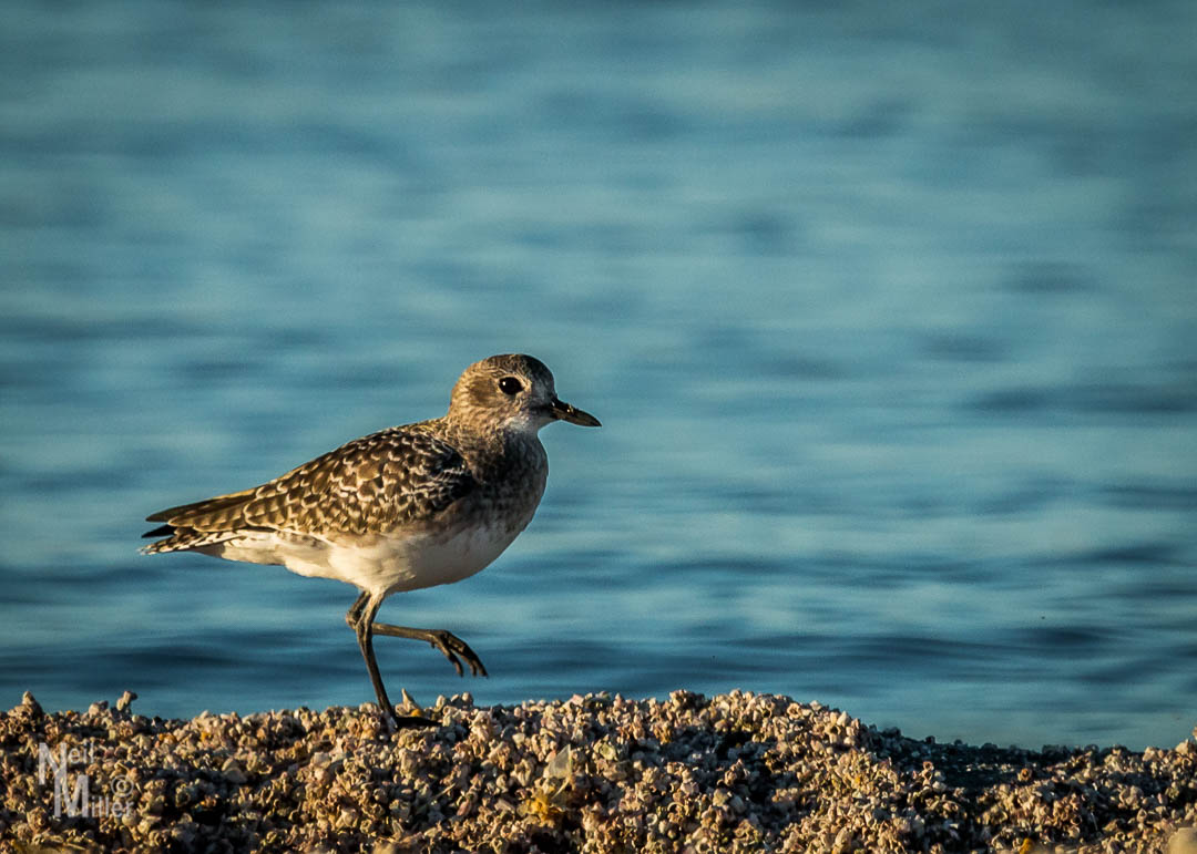 Least Sandpiper