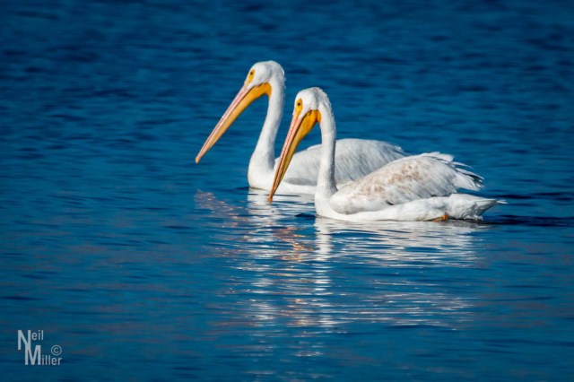 American White Pelican