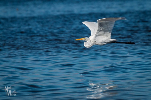 American White Pelican