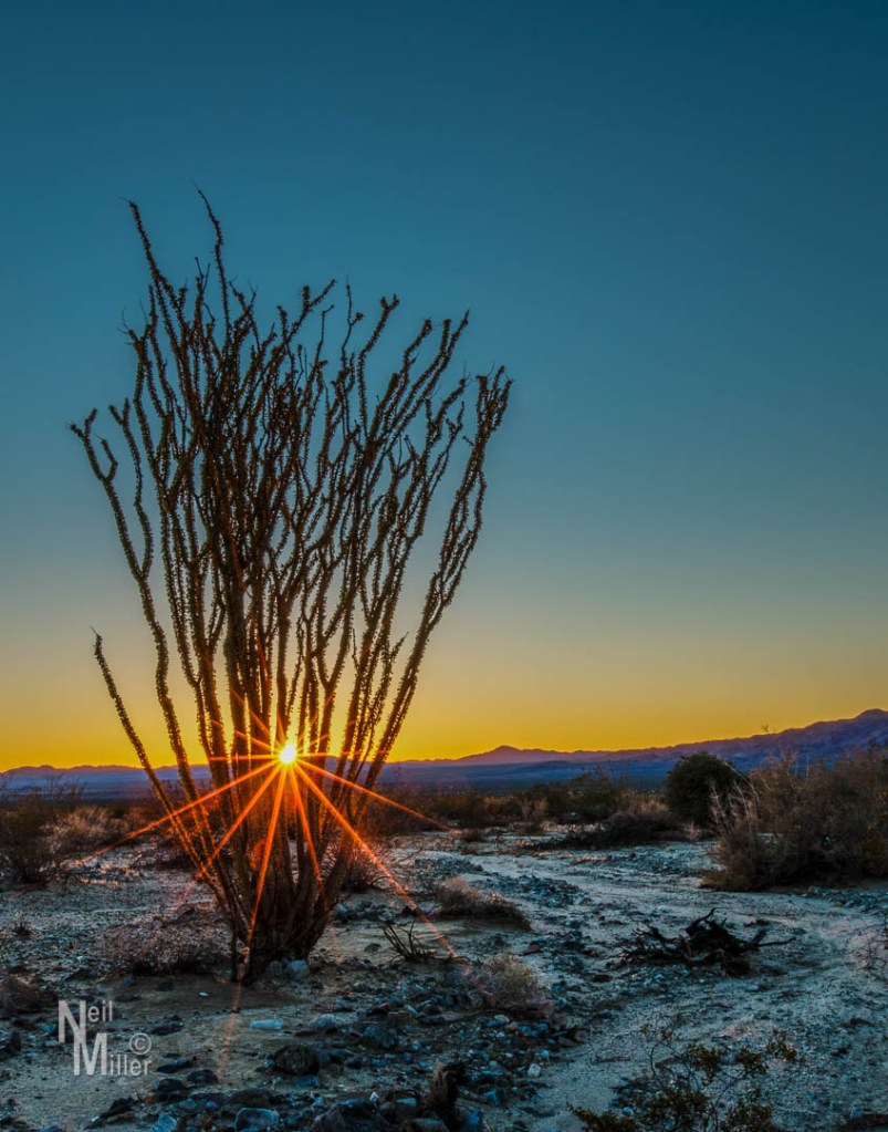 Ocotillo Sunrise