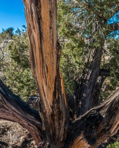 old juniper