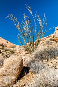 Ocotillo