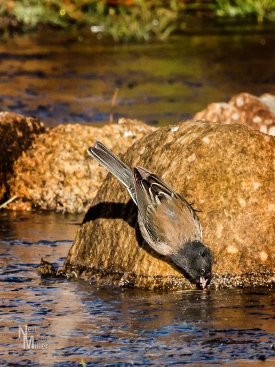 Brown-eyed Junco