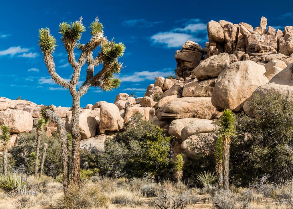 Joshua Trees