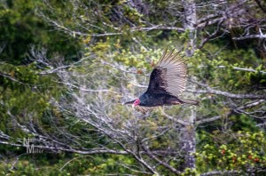 Turkey Vulture