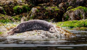 Sunning Seal