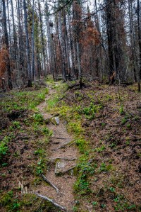 Signs of forest fire