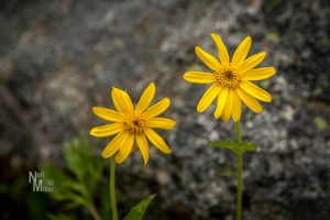 Wildflowers at Watchtower Campground