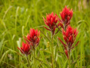 Wildflowers at Watchtower Campground