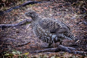 Spruce Grouse Female