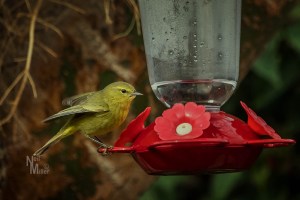 20170103-056a4143-edit