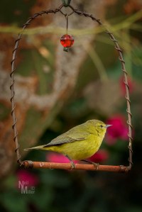 20170103-056a4174-edit