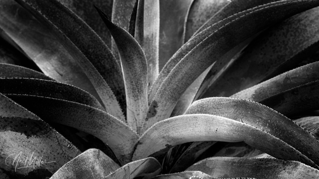 Sunnylands – December&nbsp;2024