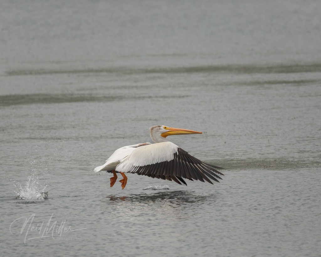 American White Pelican