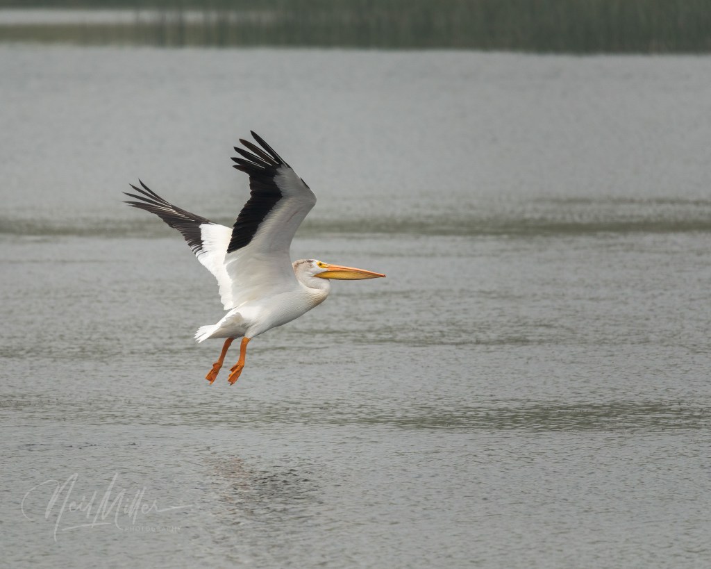 American White Pelican