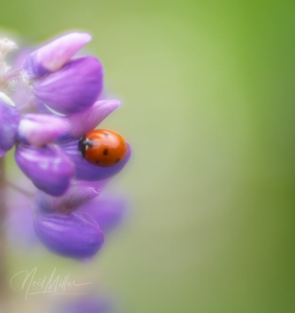 Beauty in Resilience: Jasper NP After the&nbsp;Fire