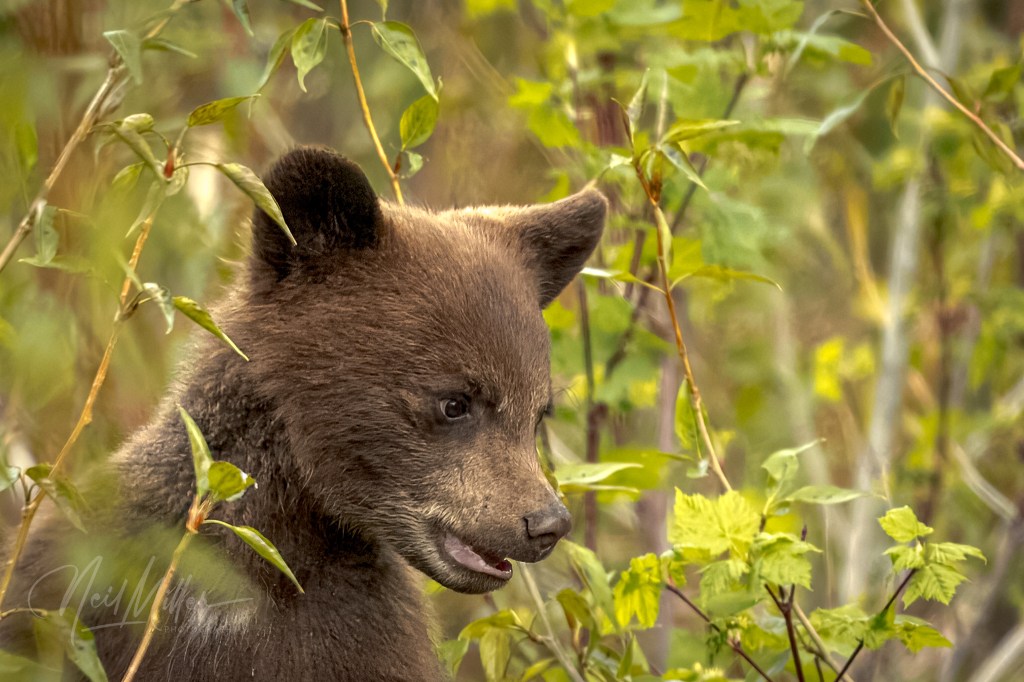 Pincher Creek & Waterton NP – Birds & Other Critters